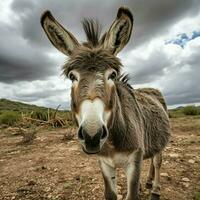 photo of Donkey full shot high quality hdr 16k ultra hd