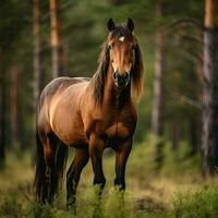 photo of Horse full shot high quality hdr 16k ultra hd