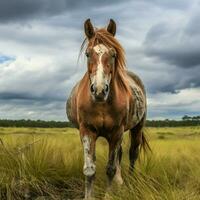 foto de caballo lleno Disparo alto calidad hdr 16k ultra hd