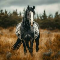 foto de caballo lleno Disparo alto calidad hdr 16k ultra hd