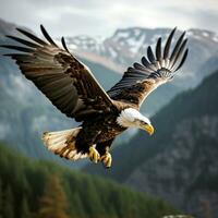 united states eagle flying photo