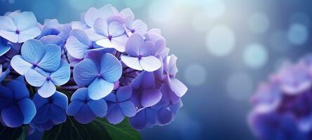 dreamy beautiful hydrangea flowers closeup, ai photo