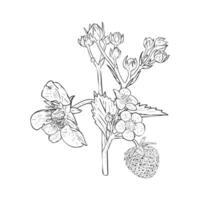 Strawberry bush on branches, berries, flowers and leaves. Vector illustration drawn by hand. Sketch for design of packaging, labels, decor, paper materials and logo