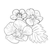 Vector set of hand drawn strawberry flowers. Isolated flowers and leaves on white background. Vector, line illustration. Print for fabric, packaging, label, poster, print. Collection of sketches for.