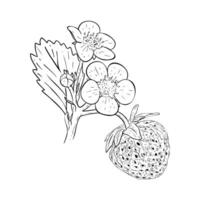 Strawberry bush on branches, berries, flowers and leaves. Vector illustration drawn by hand. Sketch for design of packaging, labels, decor, paper materials and logo