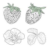 Vector Set of strawberries hand drawn. Isolated berries, branches, flowers and leaves on white background. Vector, line illustration. Print for fabric, packaging, label, poster, print. Collection of