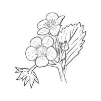 Vector floral elements of strawberry flowers and leaves. Outline hand drawn sketch of strawberry flowering plant.