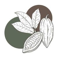 Vector illustration set of cocoa leaves and opened and closed raw unpeeled bean pods. Black scillfull outline of branch, graphic drawing with black curcle as background. For postcards, design and