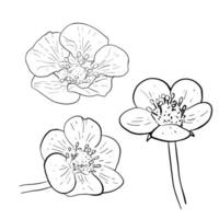 Vector set of hand drawn strawberry flowers. Isolated flowers and leaves on white background. Vector, line illustration. Print for fabric, packaging, label, poster, print. Collection of sketches for.