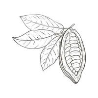 Vector illustration set of cocoa leaves and opened raw unpeeled bean pod. Black outline of branch, graphic drawing. For postcards, design and composition decoration, prints, posters, stickers, menu