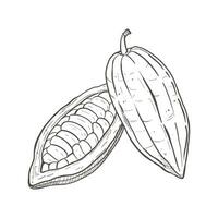 Vector illustration set of closed and opened cocoa beans. You can see seeds. Black outline of pods, graphic drawing. For postcards, design and composition decoration, prints, posters, stickers, menu