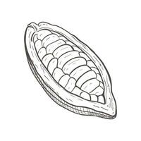 Vector illustration of opened raw unpeeled cocoa bean pod full of seeds. Black scillfull outline of cacao fruit, graphic drawing. For postcards, design and composition decoration, prints, posters