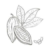 Vector illustration set of cocoa leaves, closed and opened beans and seeds. Black outline of branch, graphic drawing. For postcards, design and composition decoration, prints, posters, stickers, menu