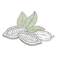 Vector illustration set of grey cocoa leaves, raw unpeeled beans. Black outline of branch, graphic drawing. For postcards, design and composition decoration, prints, posters, stickers, menu, stamps