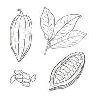 Vector illustration set of cocoa leaves, peeled and closed beans and seeds. Black outline of branch, graphic drawing. For postcards, design and composition decoration, prints, posters, stickers, menu