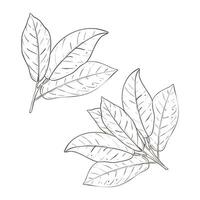 Vector illustration set of two branches of cocoa tree with leaves. Black outline of branch, graphic drawing. For postcards, design and composition decoration, prints, posters, stickers, menu, stamps