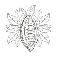 Vector illustration of raw cocoa opened unpeeled bean and cacao leaves. Black outline of leaf curcle, graphic drawing. For postcards, design and composition decoration, prints, posters, stickers, menu