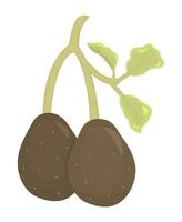 Sprig with two dark avocados, branch with leaves, tree twig, color vector illustration