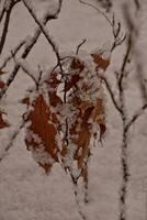 lonely twig of oak covered with fresh white snow photo