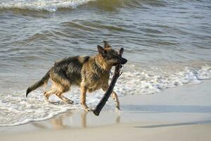 German shepherd on the beach photo