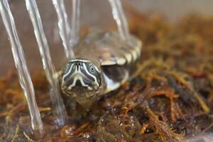 Close up is baby freshwater turtle at Thailand photo
