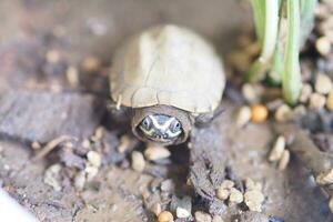 Close up is baby freshwater turtle at Thailand photo