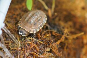 Close up is baby freshwater turtle at Thailand photo