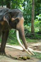 elefantes a el tailandés elefante conservación centrar foto