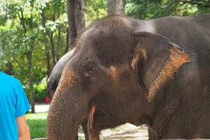 elefantes a el tailandés elefante conservación centrar foto