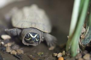 Close up is baby freshwater turtle at Thailand photo