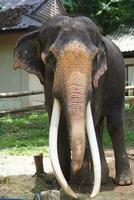 elefantes a el tailandés elefante conservación centrar foto