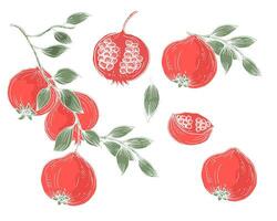 Hand Drawn Pomegranate Illustration vector