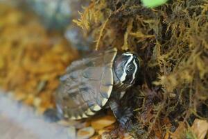 Close up is baby freshwater turtle at Thailand photo