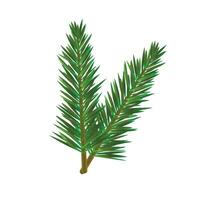 Vector green fir tree twig on white background