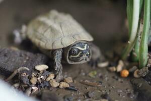 baby turtle freshwater at Thailand photo