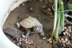 Close up is baby freshwater turtle at Thailand photo