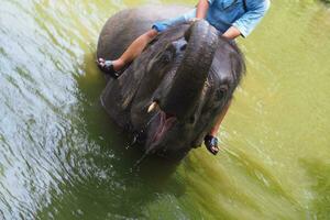 elefantes a el tailandés elefante conservación centrar foto