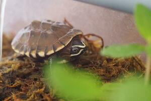 Close up is baby freshwater turtle at Thailand photo