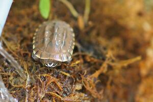 Close up is baby freshwater turtle at Thailand photo