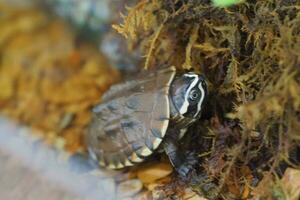 Close up is baby freshwater turtle at Thailand photo