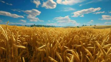 Wheat field and blue sky with clouds. Beautiful nature background. photo