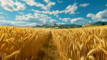 Wheat field and blue sky with clouds. Beautiful nature background. photo