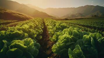 Lettuce field in the morning with sun rays and mountains in the background photo
