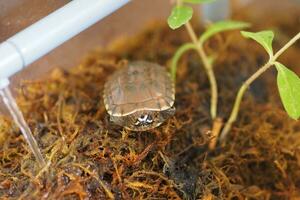 Close up is baby freshwater turtle at Thailand photo