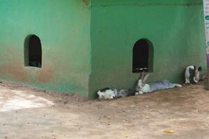 Animals at the sheep farm, Lampang, Thailand photo