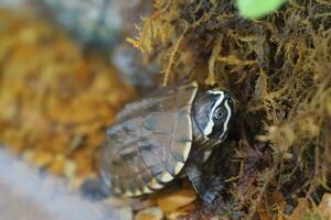 Close up is baby freshwater turtle at Thailand photo