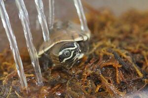 Close up is baby freshwater turtle at Thailand photo