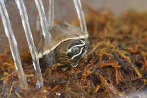 Close up is baby freshwater turtle at Thailand photo