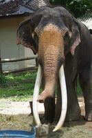 elefantes a el tailandés elefante conservación centrar foto