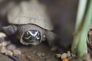 Close up is baby freshwater turtle at Thailand photo